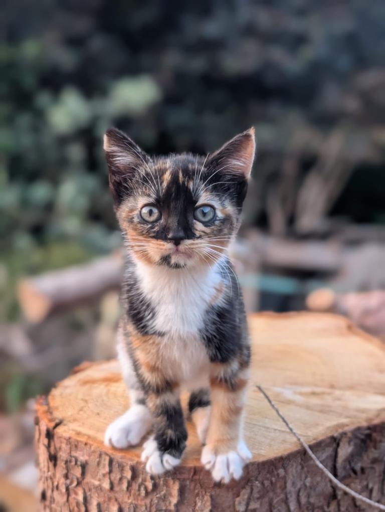 3 kittens for sale