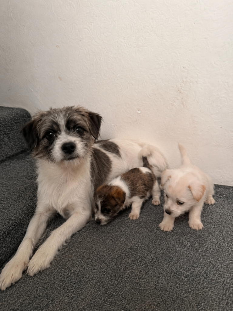 Puppy’s 