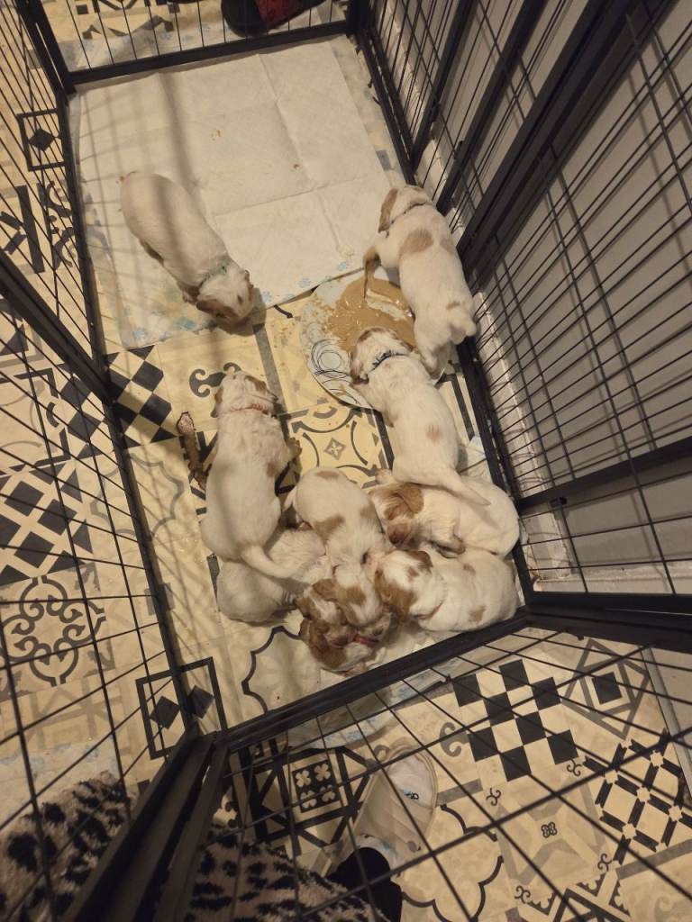 cocker spaniel puppies for sale boys 600 girls 650 