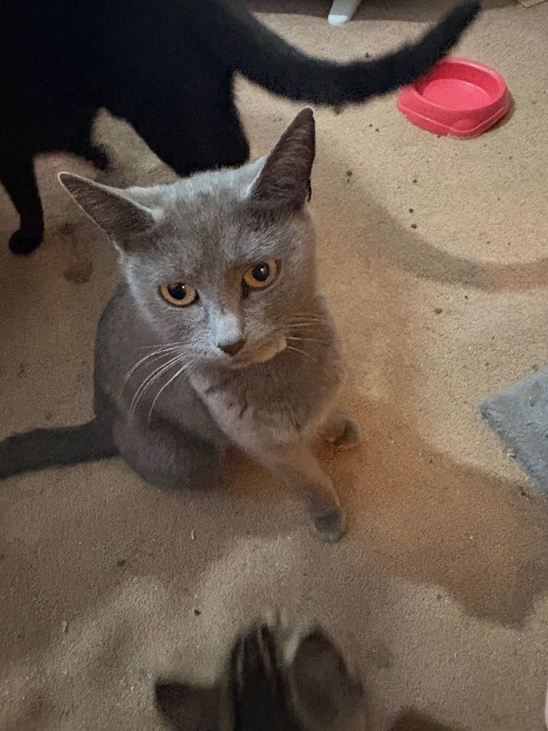 2 female black kittens ready  now  