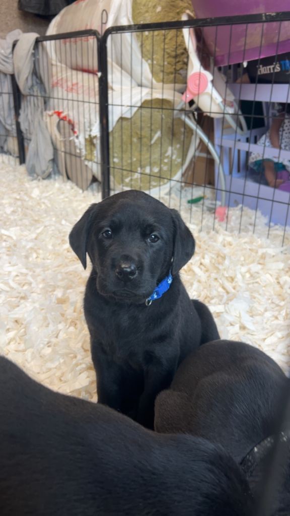 KC Registered black and chocolate Labs