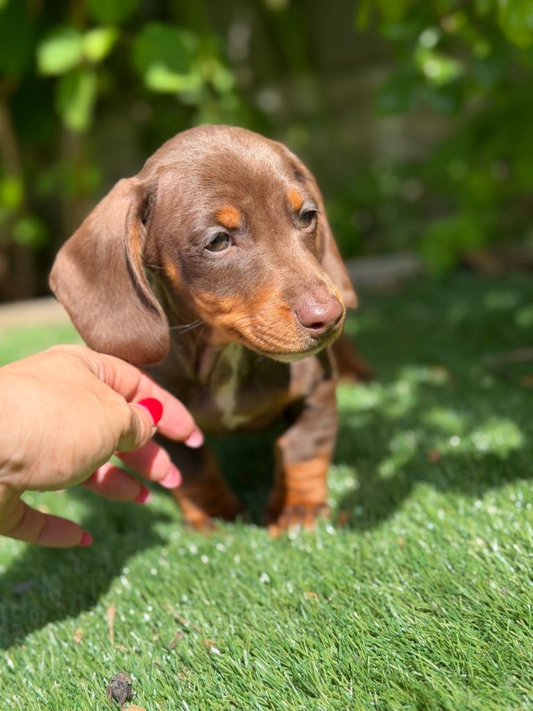 *💫Rare sliver dapple miniature dachshunds 💫💫🐾 *