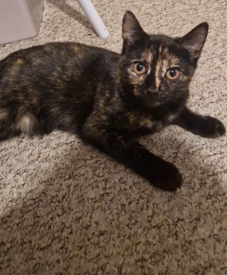 Kittens