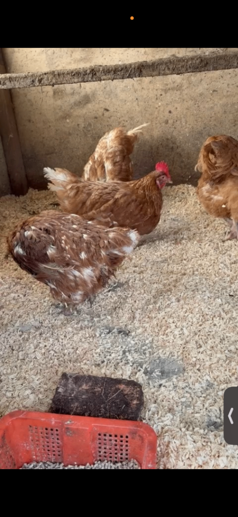 Red Hens / Egg Layer Chickens