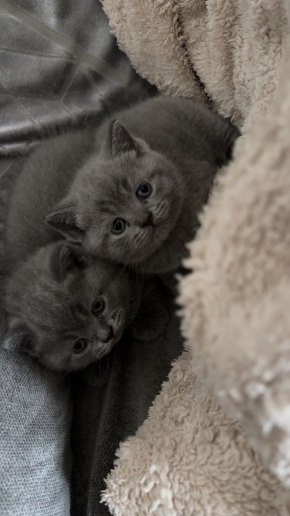 British shorthair kittens 🐱 