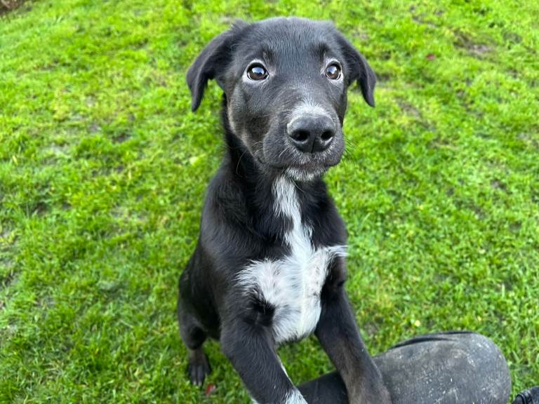 🐾 2 Gorgeous Border Collie x Kelpie Boys – 11 Weeks Old 🏡