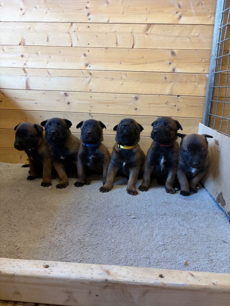 BEAUTIFUL BELGIAN MALINOIS PUPPIES AVAILABLE