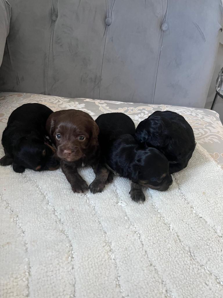 Shih poo