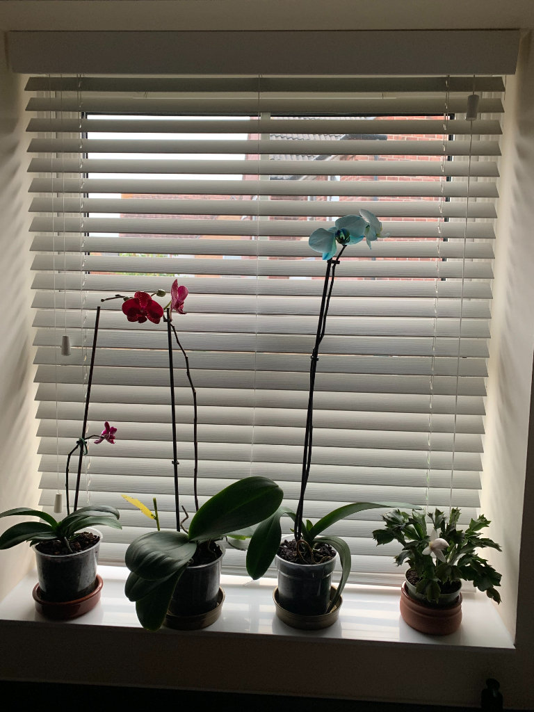 Blinds2Go Window blind