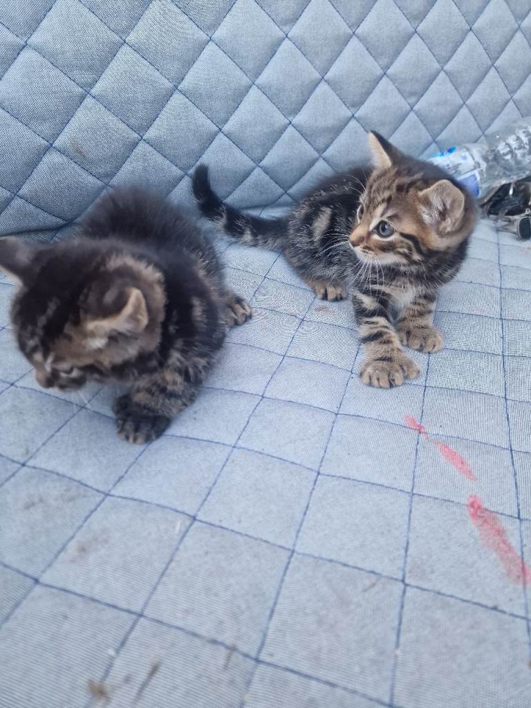 For sale  is my little cats , very adorable. 