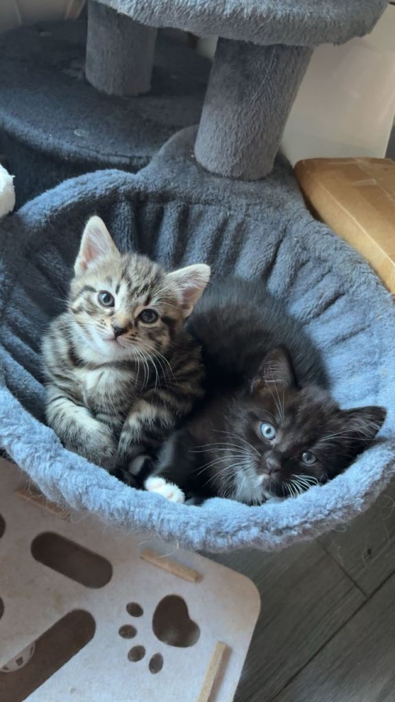Tabby/Bengal kittens