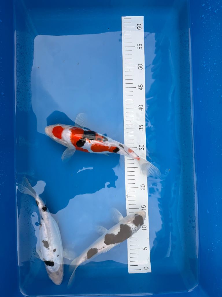 3 x Japanese koi. Doitsu Sanke, Budo Goromo, Doitsu Bekko
