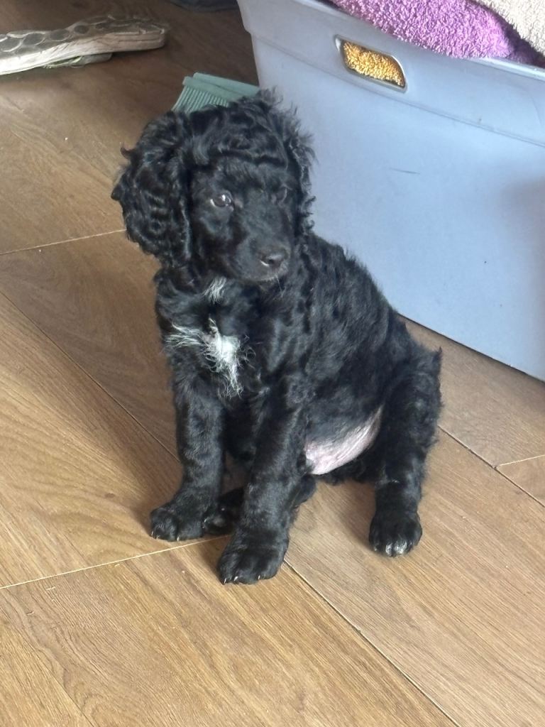 Puppy 