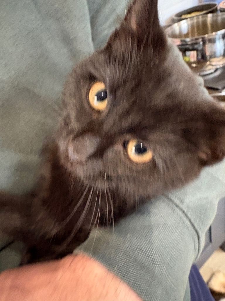 Beautiful all black kitten 