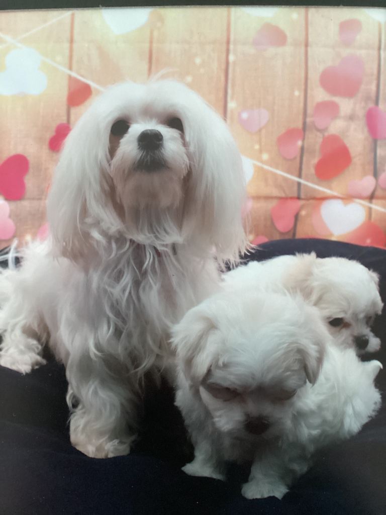 Thoroughbred Maltese Pups for sale