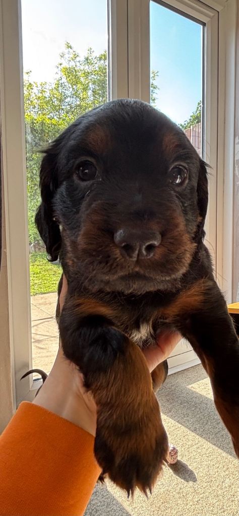 Cocker spaniel girls