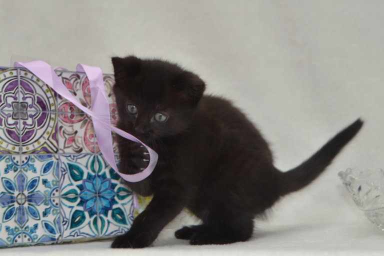 Maine-Coone/Bombay Mixed Kitten (1 LEFT)