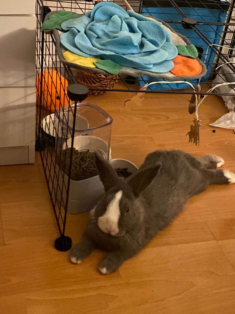 1 year and 9 month old Bunny 
