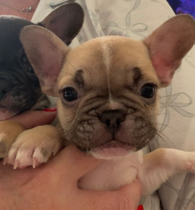 French bulldog fawn and white boy
