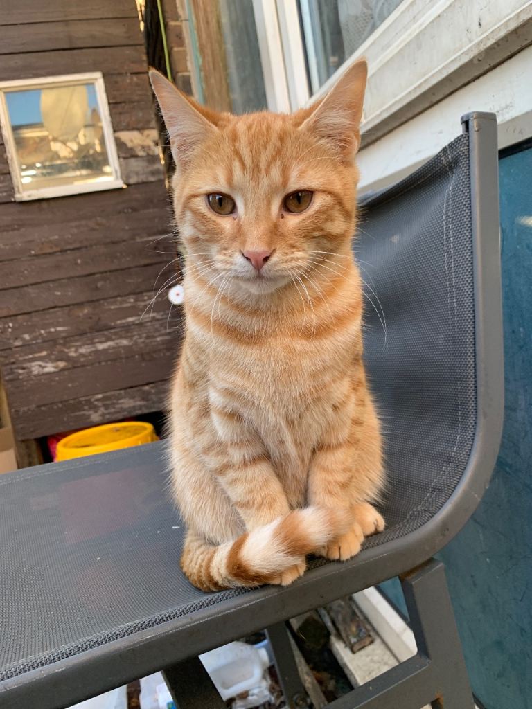 kittens looking for a forever home