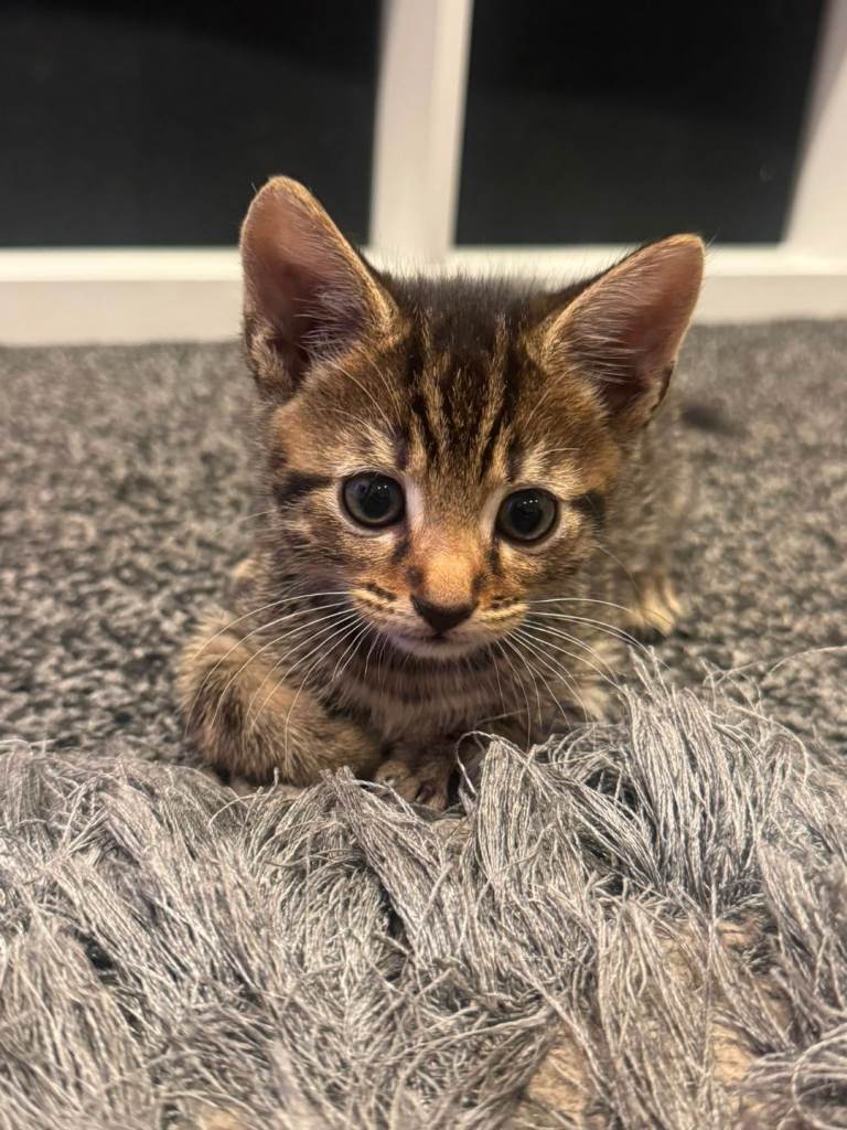 Only 1 boy  kitten left ready to leave   12 august