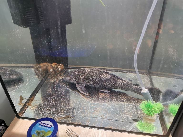 XL Leopard Sailfin Pleco – Approx. 35 cm / 14" Leopard Sailfin Pleco (Pterygoplichthys gibbiceps) 