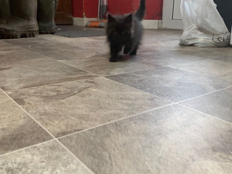 Kitten for sale 