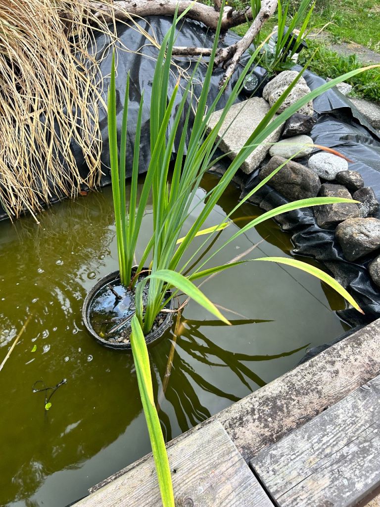 Pond fish (free)
