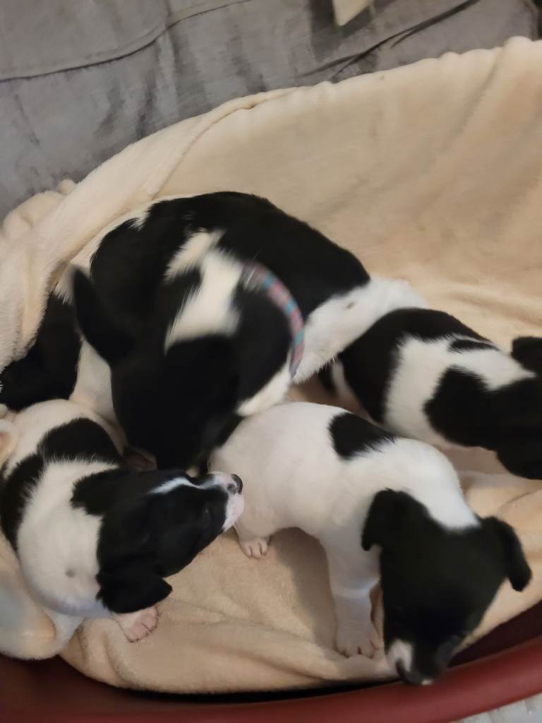 Puppieslitter 