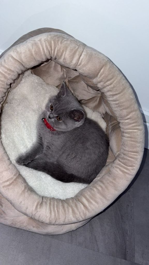 British Shorthair