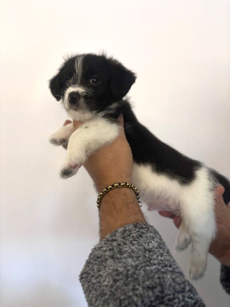 3 x Bichon Maltese mixed puppies 