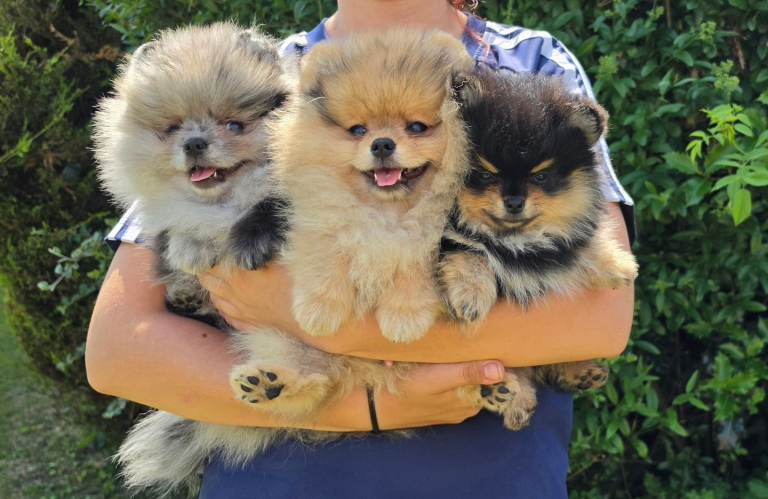 Ready now. Pomeranian Puppies – Loving Home Raised