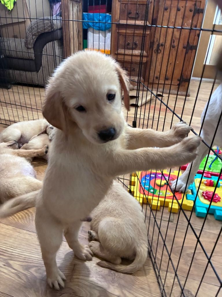 Labrador x golden retriever ( goldador) ready to go 