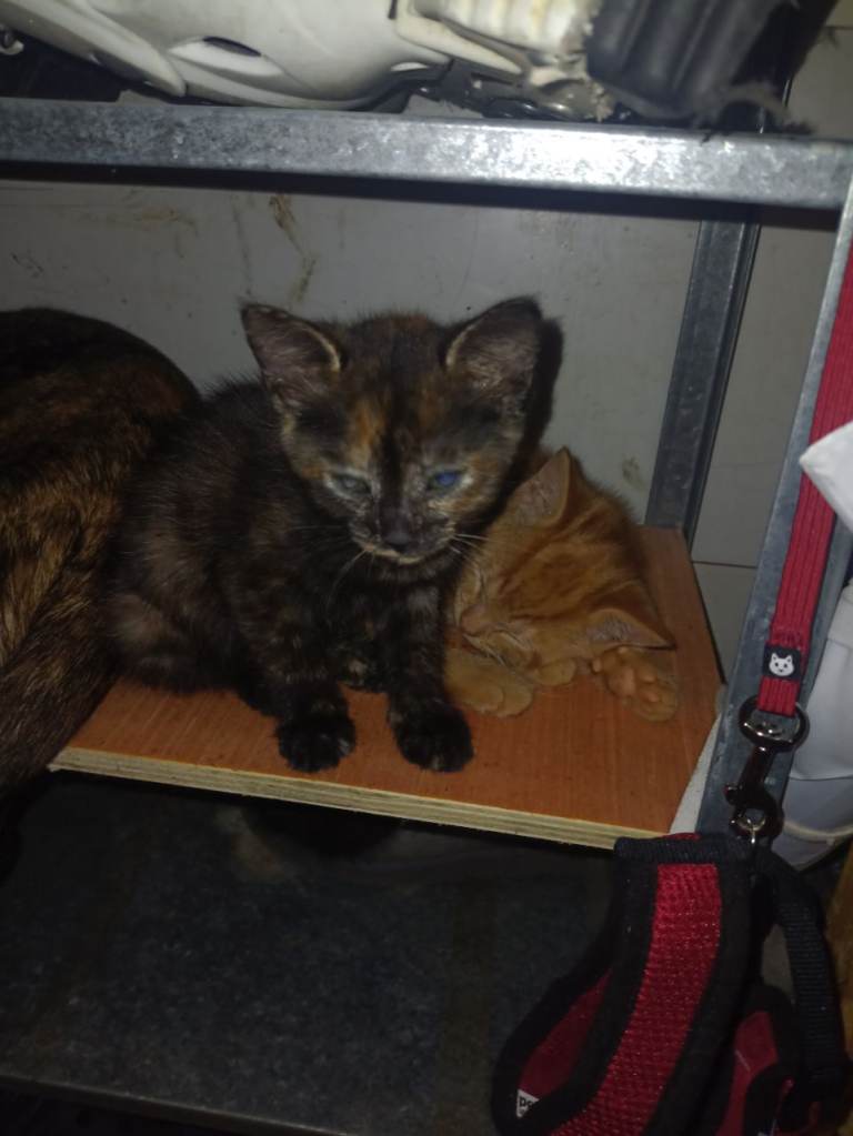 Kittens for sell