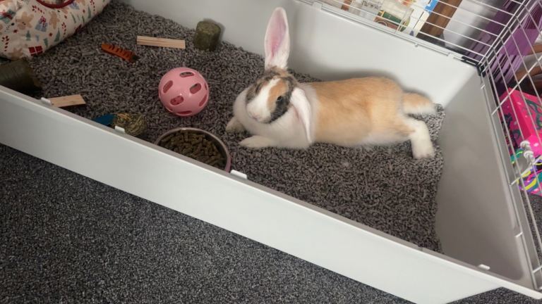 Female rabbit for sale 