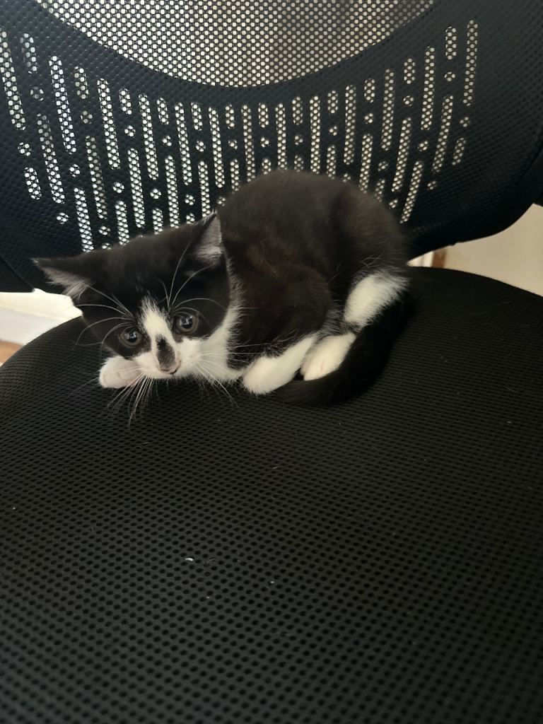 kittens