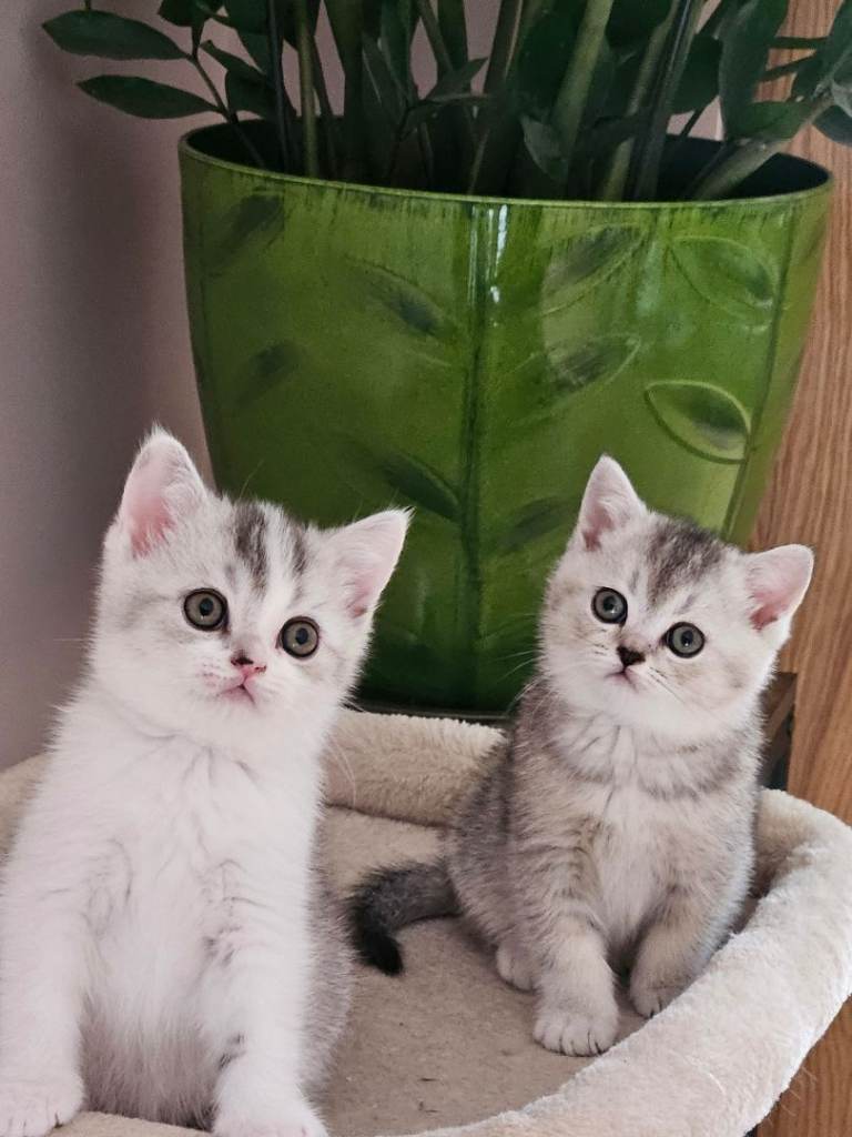 British shothair kittens 