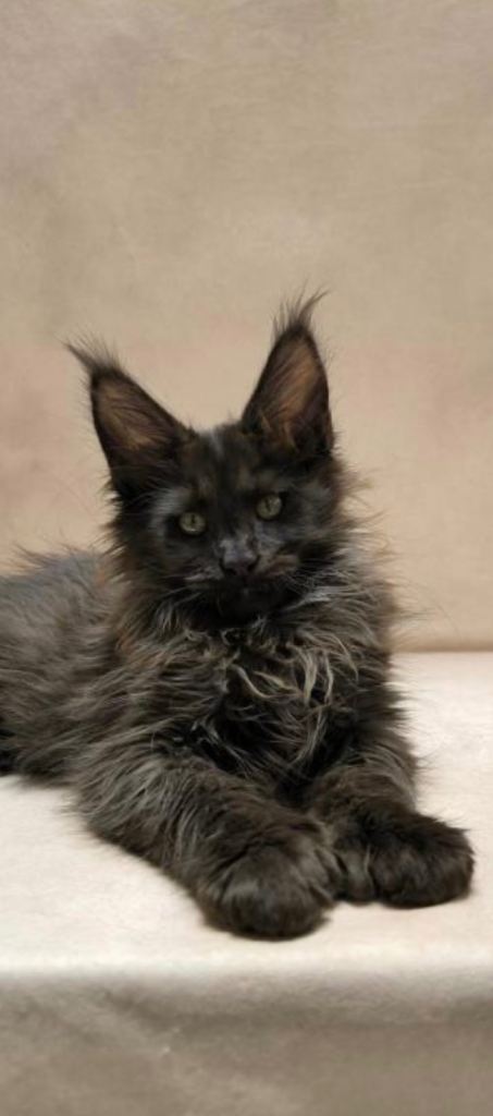 TICA registered Pedigree Maine coon kitten