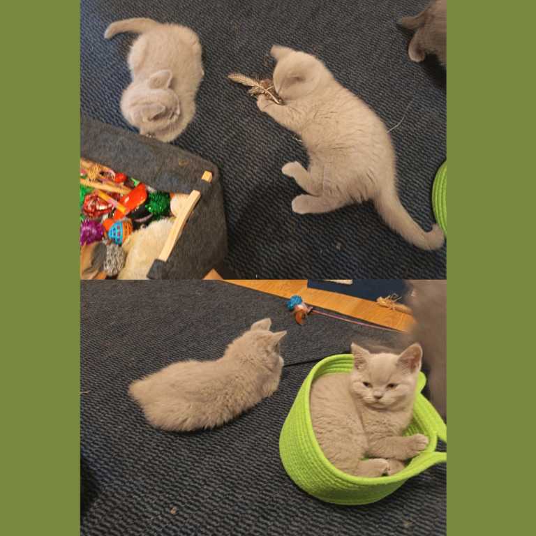   British Shorthair Kittens –Available now