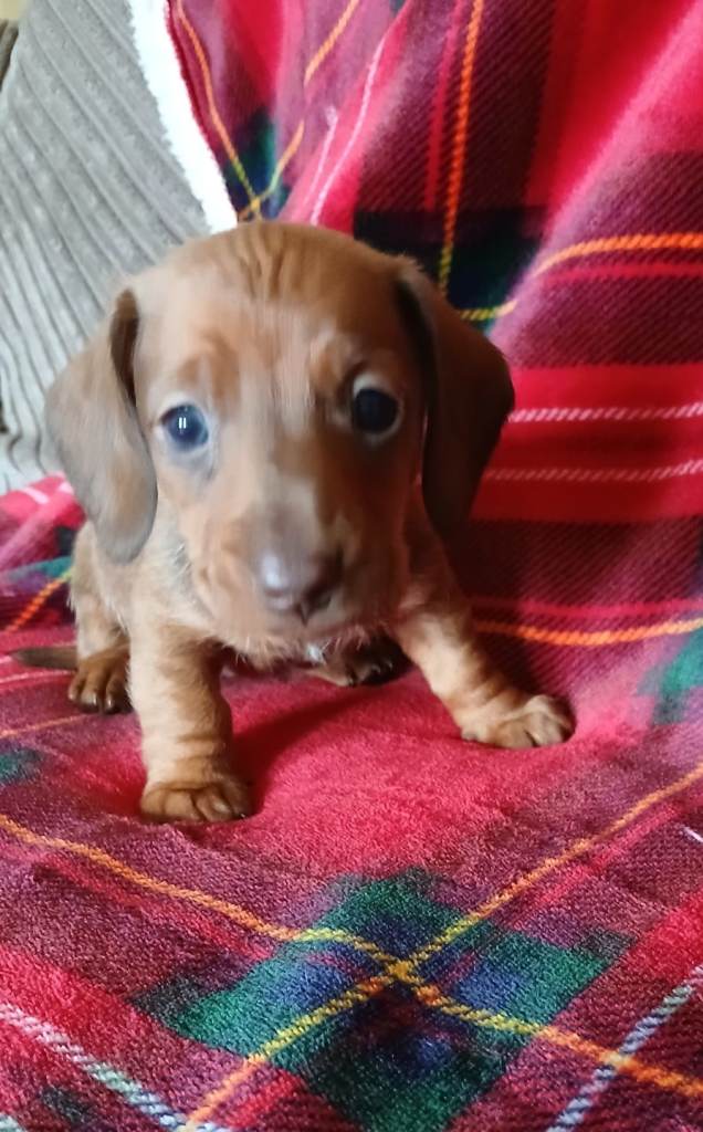 Dachshund Pups