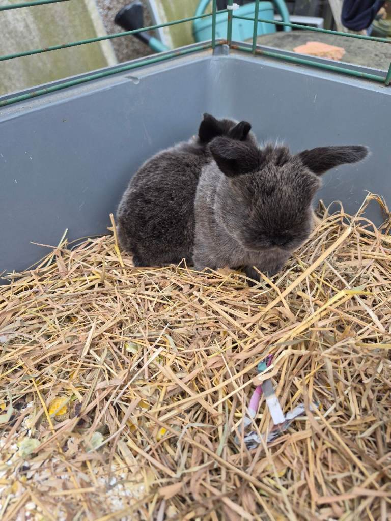 5 babies mini lop ear bunnies
