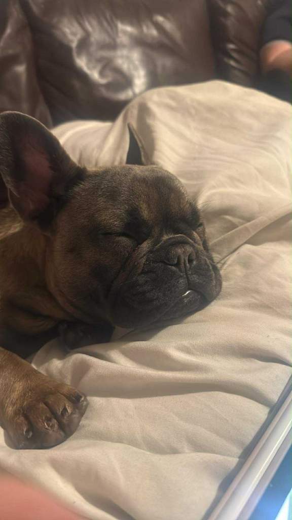 Female French bulldog 