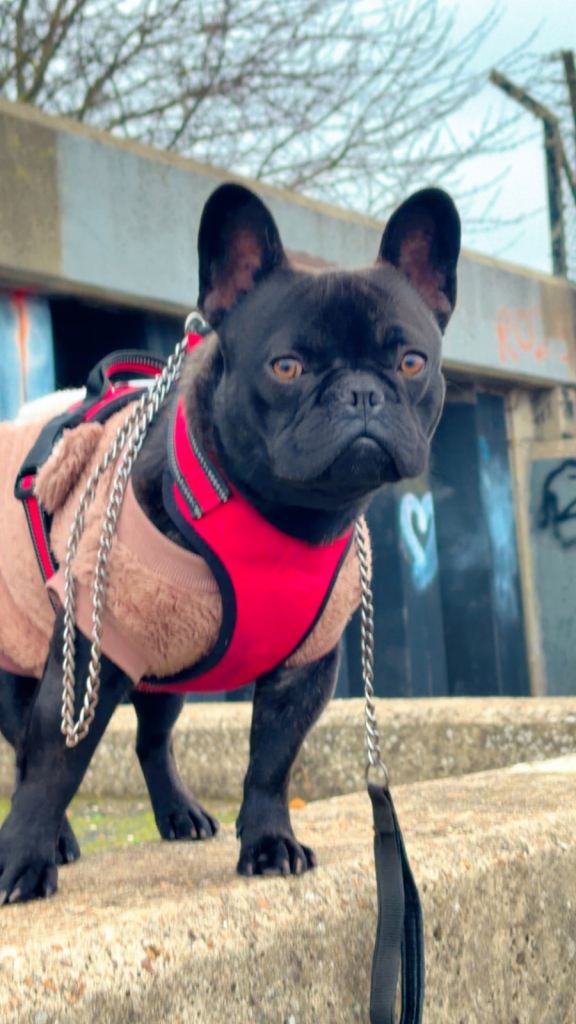 12 months old french bull dog