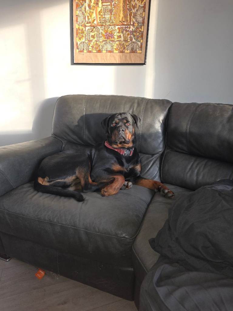 2 and a half year old female Rottweiler 