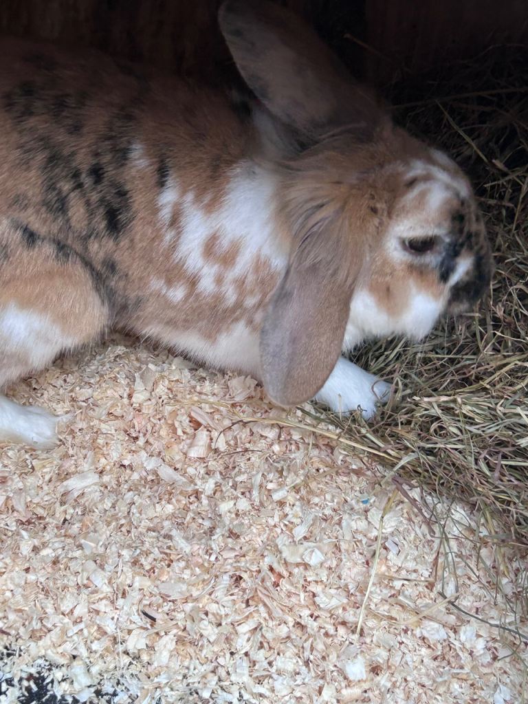 Lion lop rabbits 