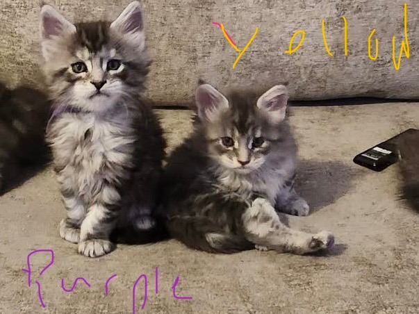 Maine coon kittens ready to leave 22/12/25