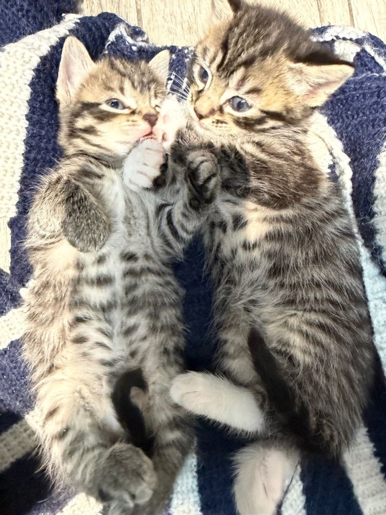 Kittens adorable Tabby 