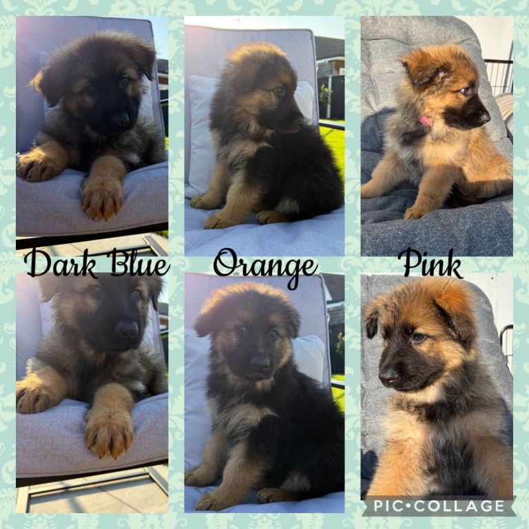 Kc German shepherd puppies 