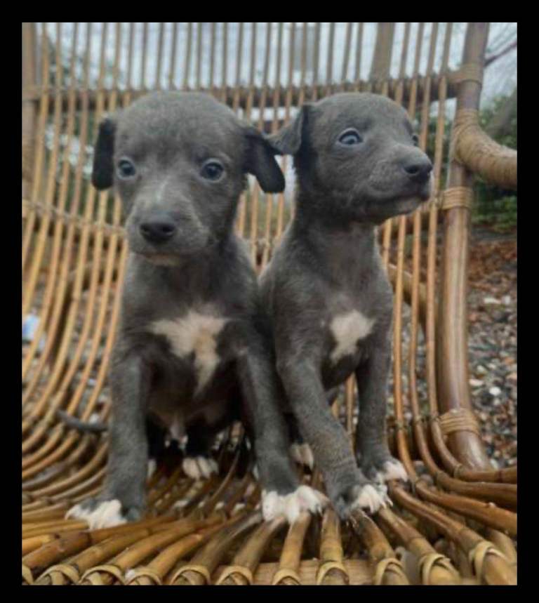 Whippet pups. (Ready now)