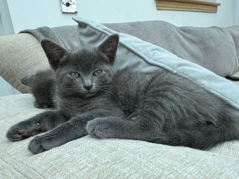 Siamese Russian blue kittens 